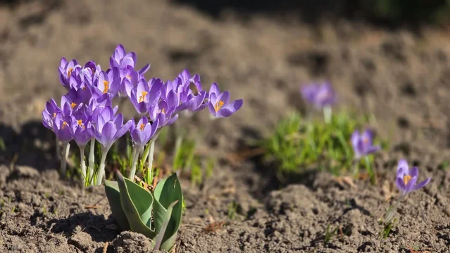 Разум человека не в состоянии постичь красот рая
